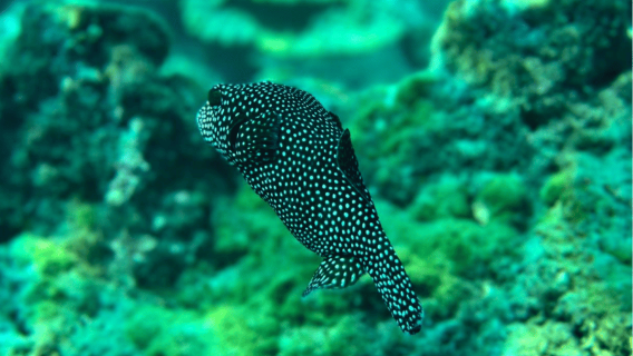 Uvita: Snorkeling on Isla del Caño