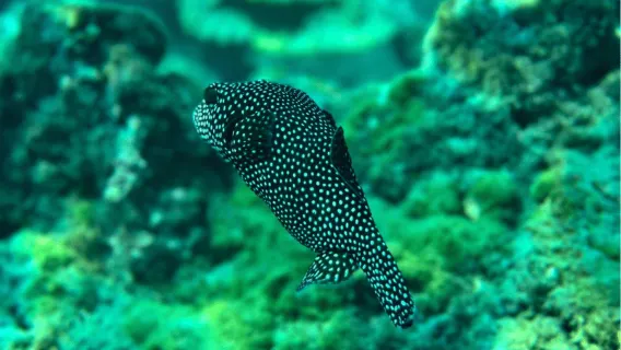 Uvita: Snorkeling on Isla del Caño