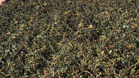 Tour di un giorno alla scoperta del Tieguanyin di Anxi | Vista panoramica sulle piantagioni di tè e sul mare di nuvole dal Tempio Qingshui | Preparazione del tè con le proprie mani al Manor Yunling