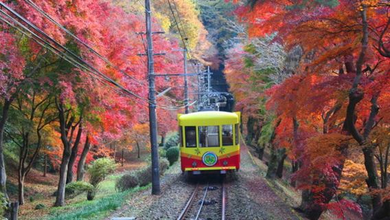 Passeio de um dia [Festival das Folhas Vermelhas do Monte Takao] | Caminhada pela famosa montanha de folhas vermelhas e almoço em "Torisan de Ukai"