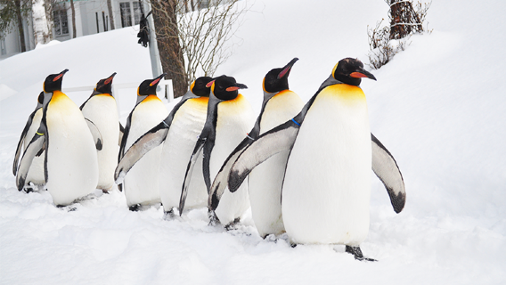 Hokkaido · Excursion d'une journée à Biei et Asahikawa|Petits groupes de 9 personnes/Bus|Peut inclure le billet d'entrée au zoo