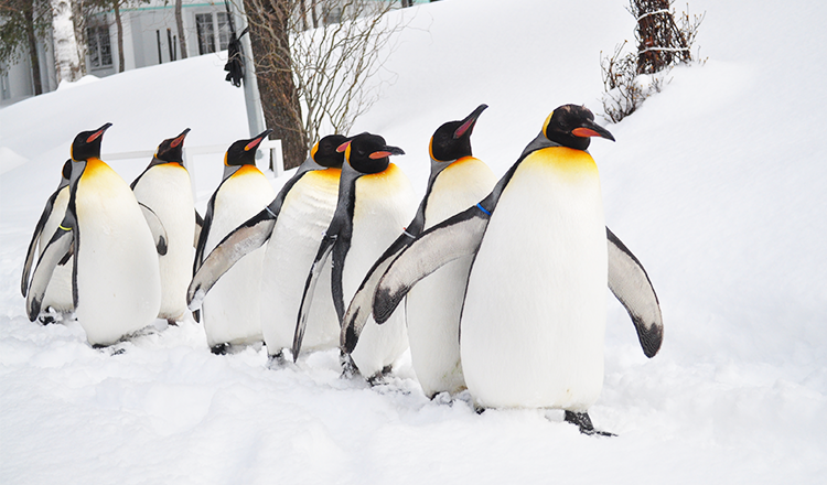 Hokkaido · Tour di un giorno a Biei e Asahikawa|Piccolo gruppo di 9 persone/tour in bus|Può includere il biglietto d'ingresso allo zoo