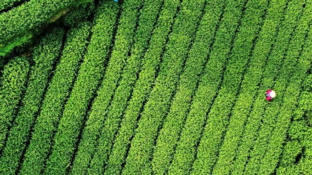 杭州西湖風景區梅家塢村半日遊【cos茶農|梅塢問茶採茶+炒茶+品茶體驗】