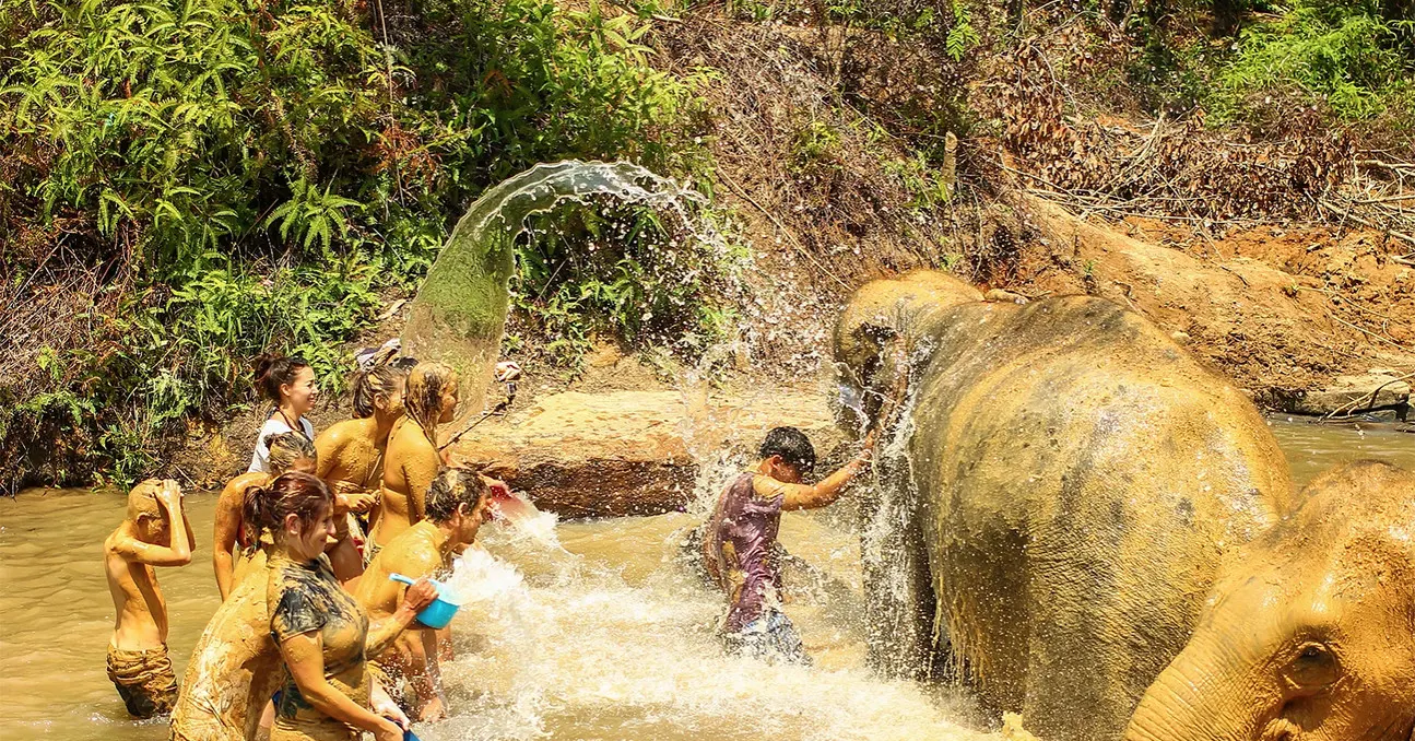 Escursione di mezza giornata al Santuario degli elefanti nella giungla di Phuket, Thailandia