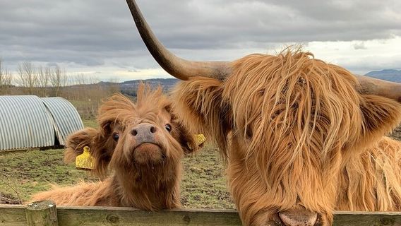 EdinburghTours