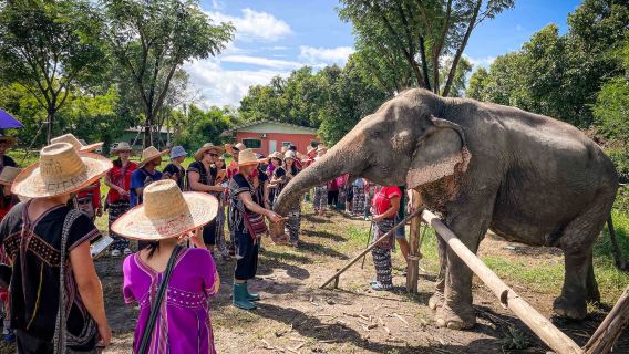 ทัวร์ครึ่งวันปางช้างกรุงเทพฯ: [กิจกรรมสำหรับครอบครัว|ให้อาหารและอาบน้ำ|บริการรับส่งจากโรงแรม