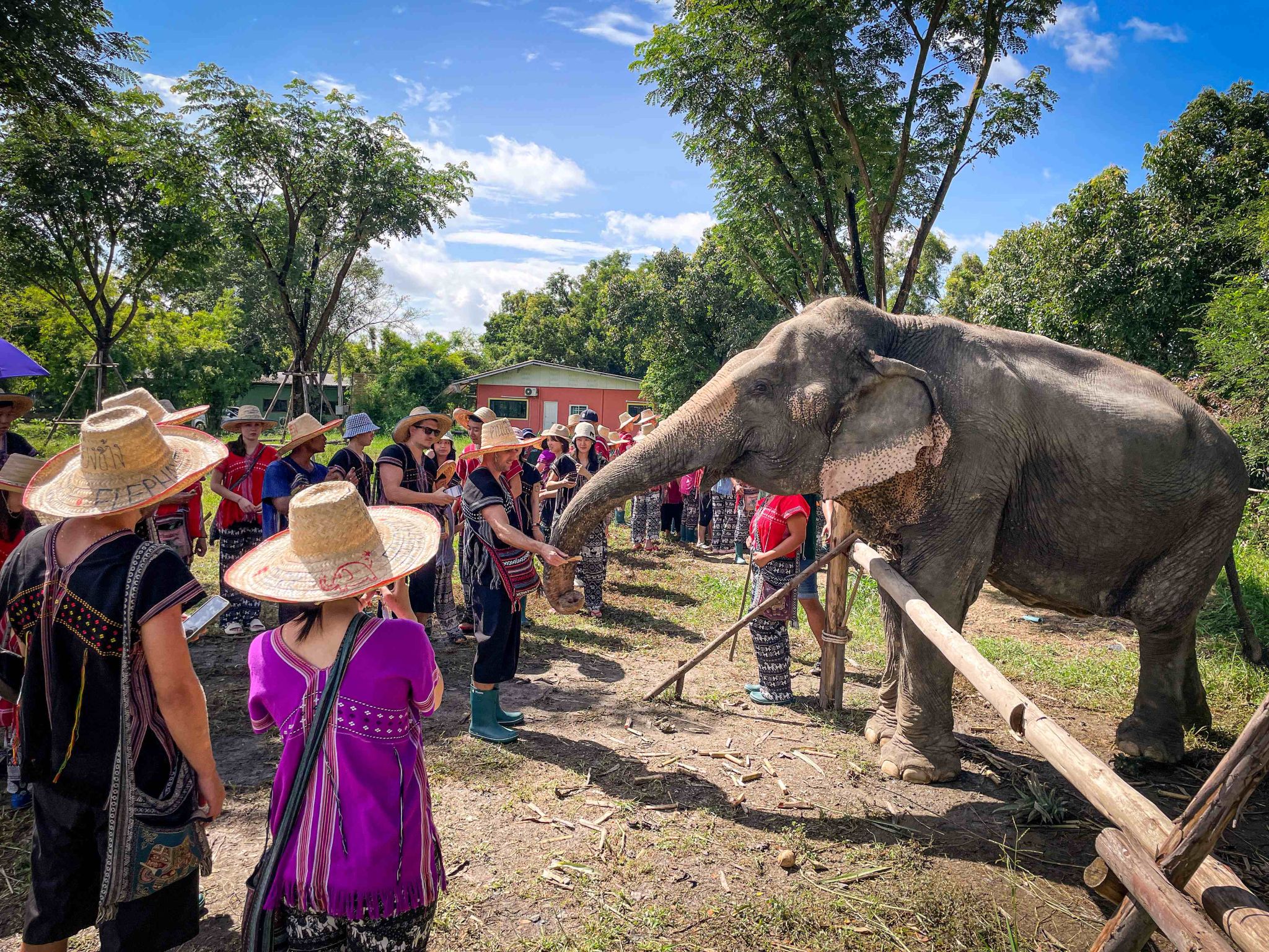 ทัวร์ครึ่งวันปางช้างกรุงเทพฯ: [กิจกรรมสำหรับครอบครัว|ให้อาหารและอาบน้ำ|บริการรับส่งจากโรงแรม