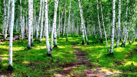 Hailar: Birch Forest + Manzhouli International Port + Ergun Wetland + guide/ Private car tour