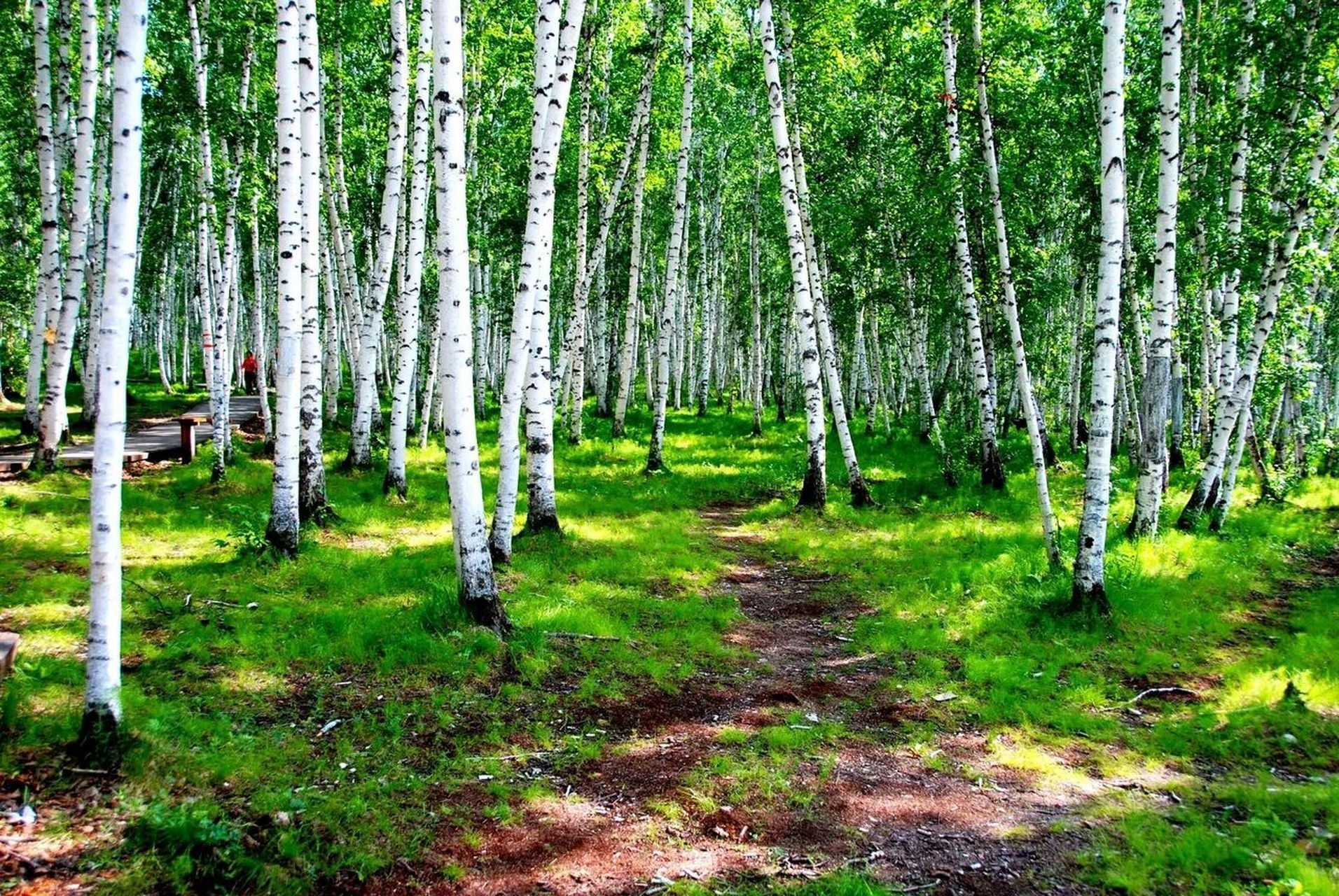 Hailar: Birch Forest + Manzhouli Port + Ergun Wetland Park + Guide/Private Chartered Tour