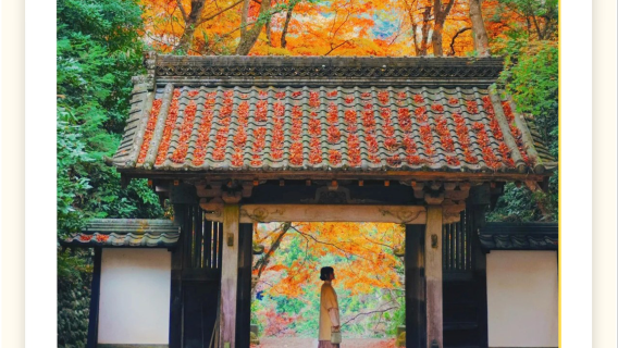 1-day tour to Tokai-san Eiho-ji Temple, Obara Shikizakura Festival, and Korankei gorge for autumn leaves viewing from Nagoya