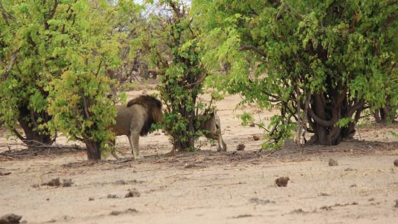 Chobe National Park: Game Drive, Boat Tour, and Lunch