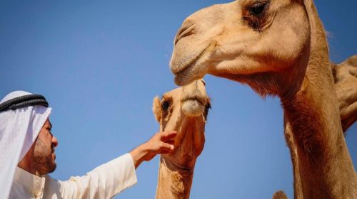 UAE camel ride half-day tour 21659 Day Tours 3