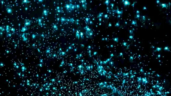 澳大利亞黃金海岸春溪國家公園螢火蟲夜遊中文司導含小費