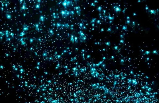 澳洲黃金海岸春溪國家公園螢火蟲夜遊中文司導含小費