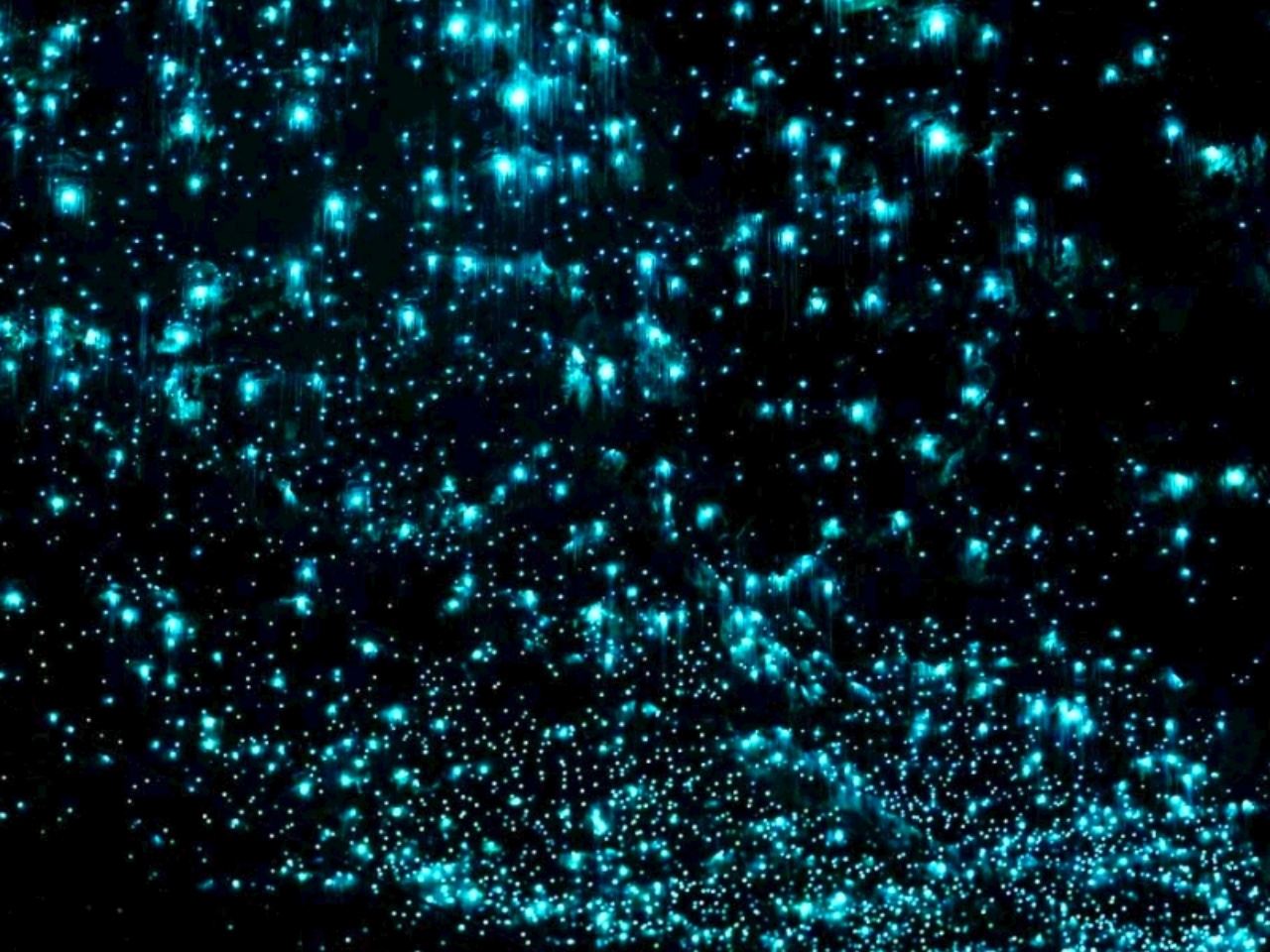 澳大利亞黃金海岸春溪國家公園螢火蟲夜遊中文司導含小費