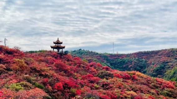 濟南紅葉谷景區一日遊【濟南出發，遊園+萬葉塔+天趣園+炫秋】