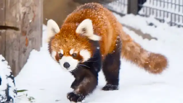 北海道旭川市旭山動物園+網紅聖誕樹+美瑛青池白鬚瀑布一日遊|包含門票