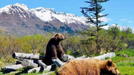 美國阿拉斯加州安克雷奇博物館+波特治冰河+野生動物中心一日遊