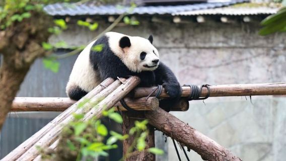 충칭 시내 당일 치기 여행|동물원+관음교 보행거리(구안인차오 부싱제)+장강 케이블카(장강삭도)+양강 유람