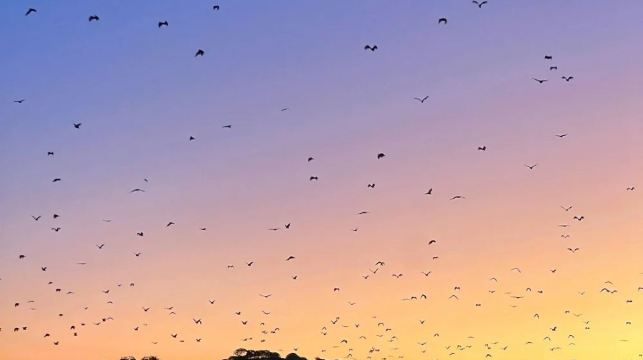 印尼科莫多島出海一日遊粉紅沙灘科莫多龍帕達爾島魔鬼魚大蜥蜴