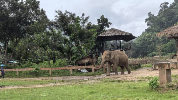 perjalanan satu hari Cagar Alam Gajah [Penjemputan Hotel/Program Amal/Tanpa Pertunjukan]