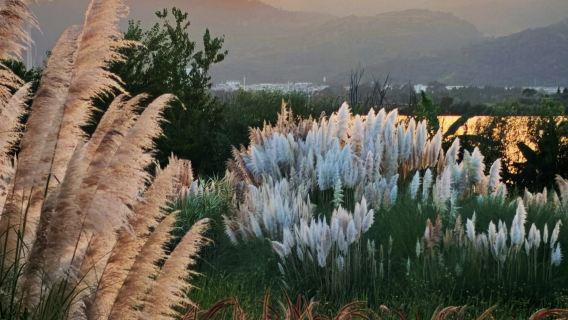 Spring City's Three Elephants: A Journey Through Hidden Realms