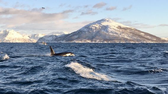 Skjervøy Whale Watching Tour with Heated Boat & Tromso Transfer Available