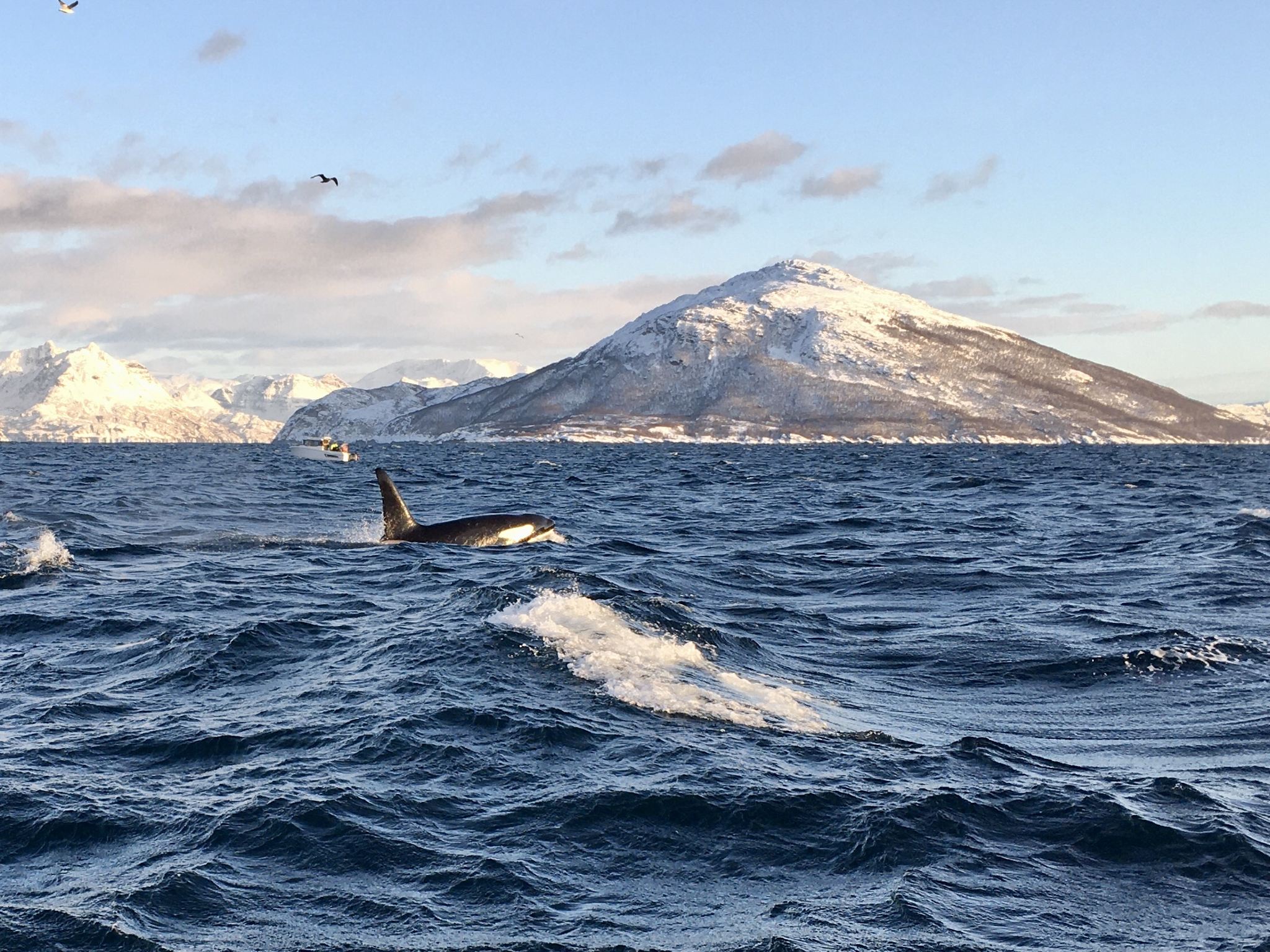 Skjervøy Whale Watching Tour with Heated Boat & Tromso Transfer Available