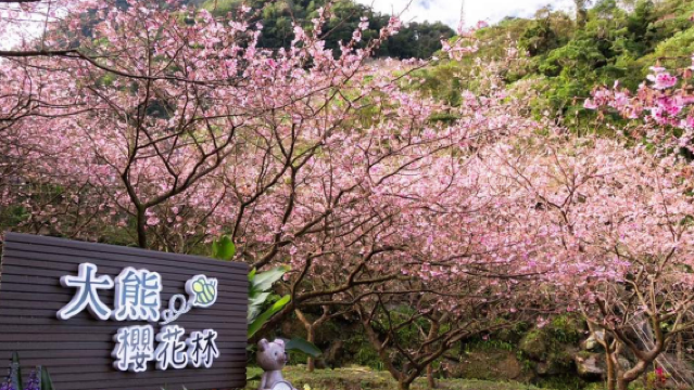 One-Day Tour to Three Gorges Big Bear Cherry Blossom Forest
