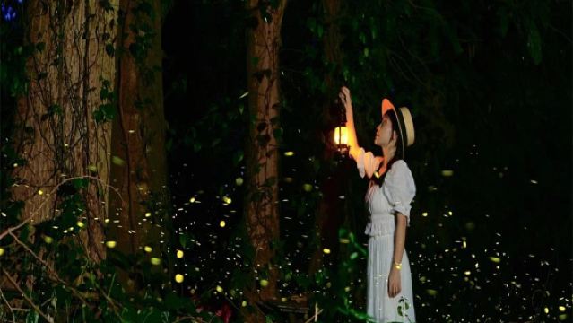 Taman Botani Tropika Xishuangbanna, Akademi Sains China - Lawatan Sehari + Lawatan Malam Kunang-Kunang - Kenderaan Persendirian
