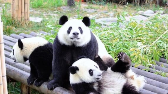 Xi'an Qinling Parco Scientifico dei Quattro Animali Rari: Tour di un giorno con Prenotazione del biglietto d'ingresso e autobus di andata e ritorno