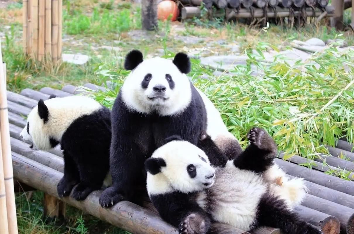 Xi'an Qinling Parco Scientifico dei Quattro Animali Rari: Tour di un giorno con Prenotazione del biglietto d'ingresso e autobus di andata e ritorno