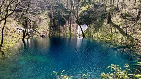 Aomori Day Tour in Japan|Shiragamisanchi · Blue Pond + Lake Jūniko Stroll + Senjojiki Coast Private Charter