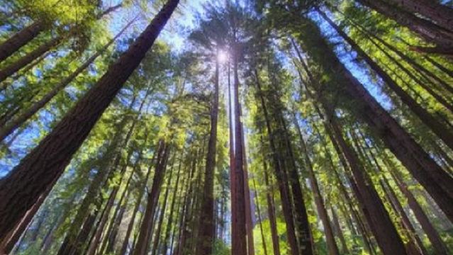 Окленд: небольшой групповой тур на английском языке в геотермальный мир Уэйотапу и тропу среди секвой