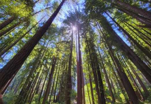 From Auckland: Small Group Tour to Waiotapu Thermal Wonderland & Redwood Forest Trail [English Tour]