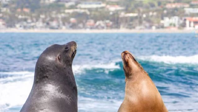 美國洛杉磯來回聖地亞哥老城+拉霍亞海灣【包車定制+多種車型】