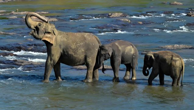 Negombo Fish Market + Pinnawala Elephant Orphanage + Sigiriya Lion Rock Sunset | Private Transfer from Colombo