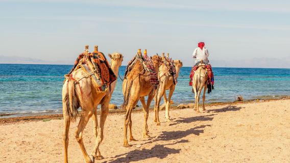 Kamelritt durch die Wüste von Marsa Alam mit Meerblick und Fotostopp