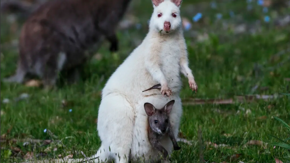 Bruny Island Eten en Wijn Proeverij dagtocht, Australië