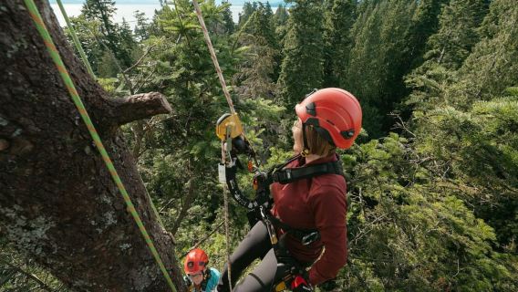 Vancouver Tree Climbing Tour: Canopy Expedition Adventure