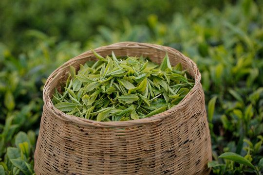 杭州西湖風景區|龍井村茶園徒步+採茶炒茶體驗+品獅峰龍井茶