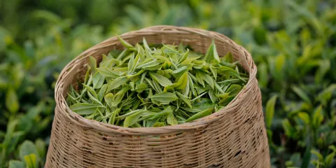 杭州西湖風景區|龍井村茶園徒步+採茶炒茶體驗+品獅峰龍井茶