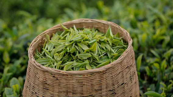 West Lake Scenic Area, Hangzhou|Longjing Village tea garden hike + tea picking and frying experience + tasting Shifeng Longjing tea