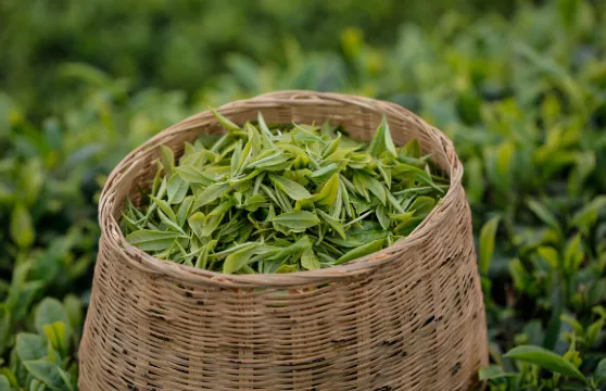 杭州西湖風景區|龍井村茶園徒步+採茶炒茶體驗+品獅峰龍井茶