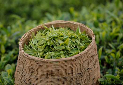 West Lake Scenic Area, Hangzhou|Longjing Village tea garden hike + tea picking and frying experience + tasting Shifeng Longjing tea