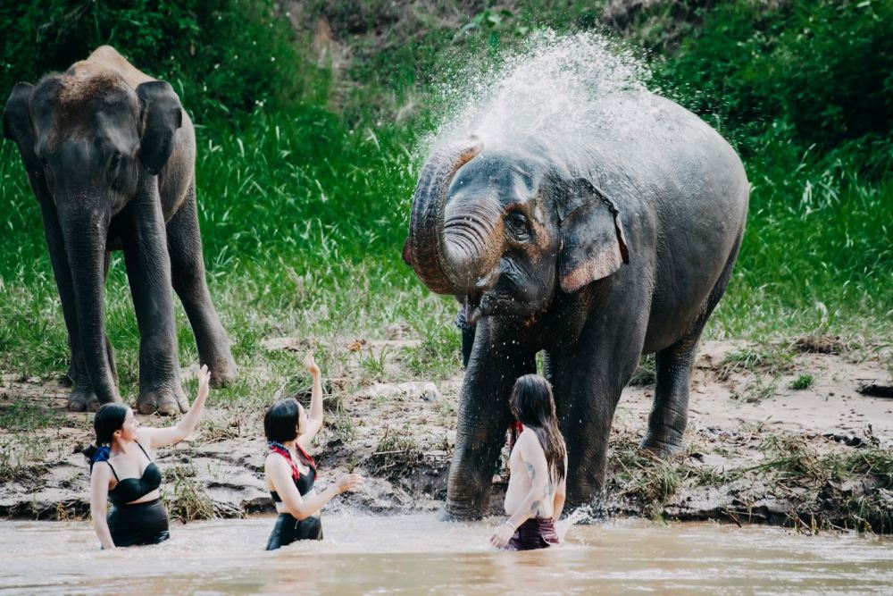 บัตรเข้าชมศูนย์ดูแลอนุรักษ์ช้างเชียงใหม่| Trip.com บัตรเข้าชมศูนย์ดูแลอนุรักษ์ช้างเชียงใหม่| Trip.Com