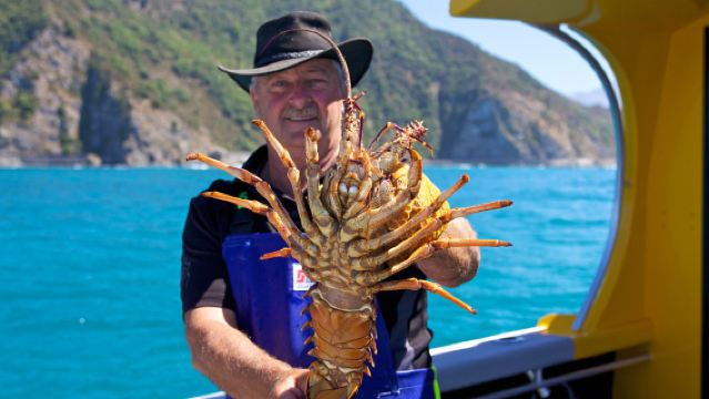 ニュージーランド南島 カイコウラ釣り-IAN船長(地元のベテラン船長+ロブスター釣りとフィッシング)