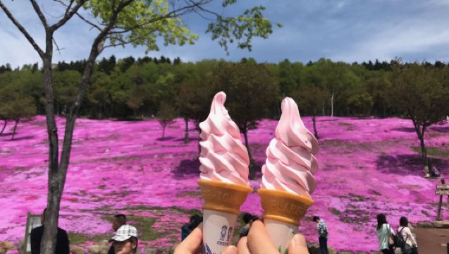 5月花海奇觀丨10萬㎡北海道芝櫻+鬱金香花田賞花一日遊