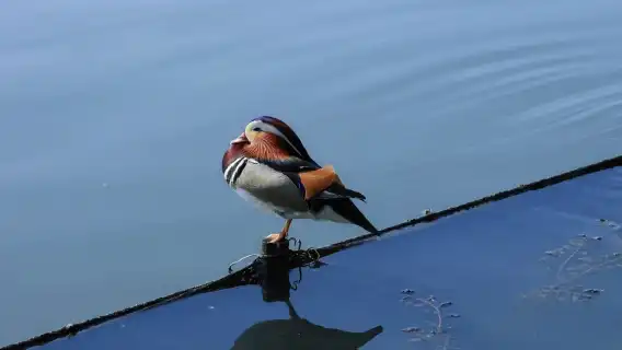杭州西湖+雷峰塔+西湖遊船+靈隱寺一日遊【純玩資深講解】