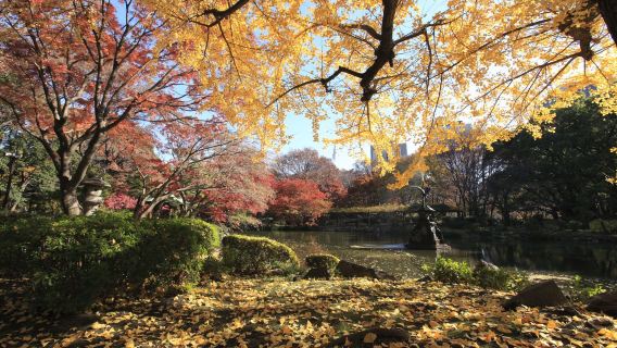日本の交通を体感 東京→大阪 京都交通 往復片道乗車券 高速夜行バス4列バス券